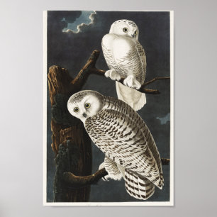 Poster Ilustração de Coruja Vintage