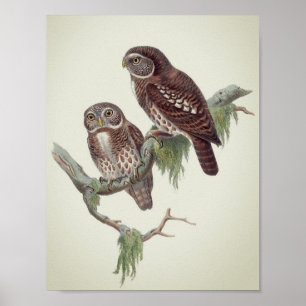 Poster Ilustração de Coruja Vintage