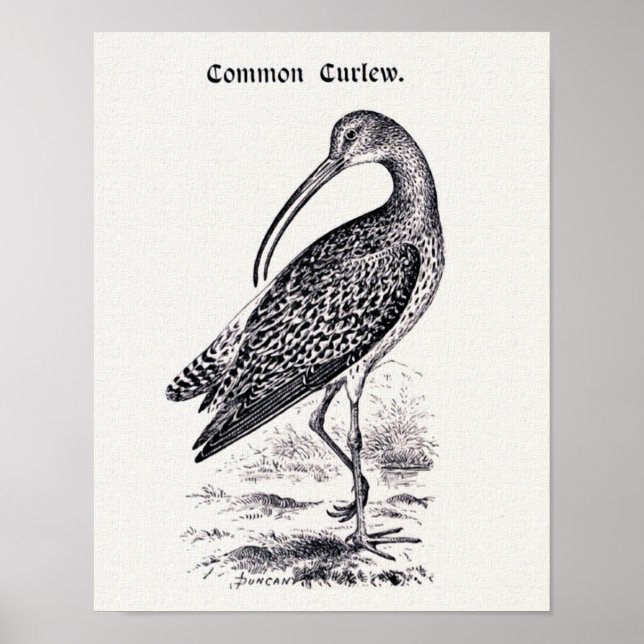 Poster Ilustração de "Curlew Comum" (Frente)