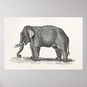 Poster Ilustração de Elefante da Vintage da década de 180