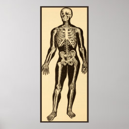 Poster Ilustração de esqueleto de safra antiga