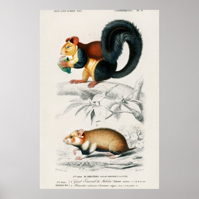 Poster Ilustração de Esquilos Vintage (Frente)