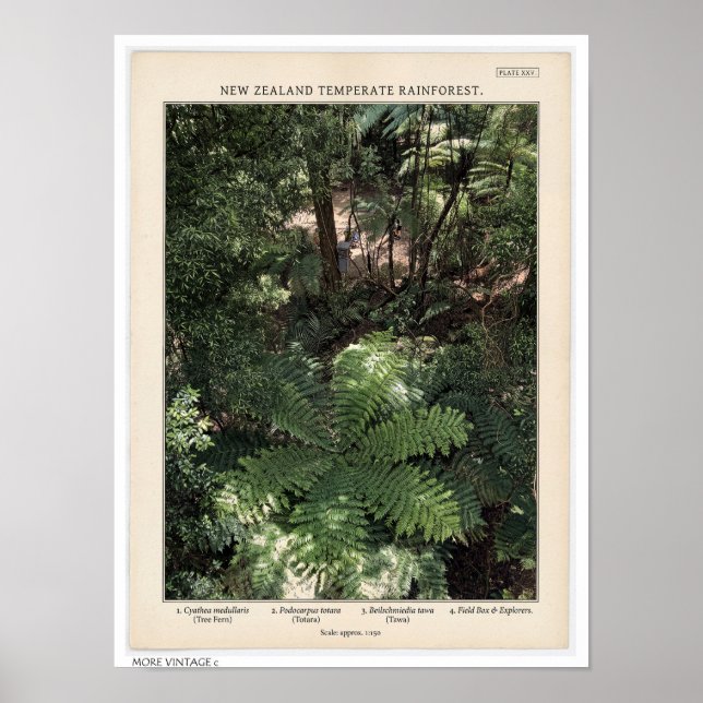 POSTER ILUSTRAÇÃO DE ESTILO RETRÔ DA FLORESTA DA NOVA ZEL (Frente)