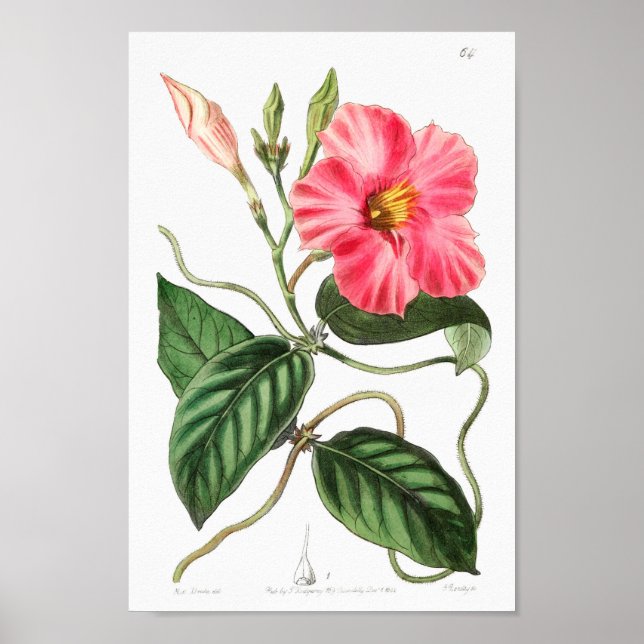 Poster Ilustração de Flor de Vintage (Frente)