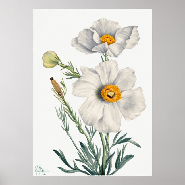 Poster Ilustração de Flor de Vintage (Frente)