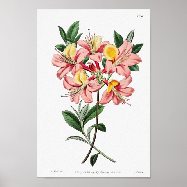 Poster Ilustração de Flor de Vintage (Frente)