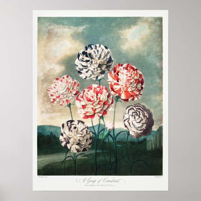 Poster Ilustração de Flor de Vintage (Frente)