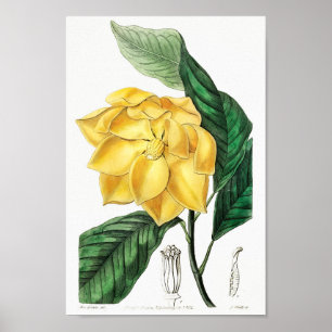 Poster Ilustração de Flor de Vintage