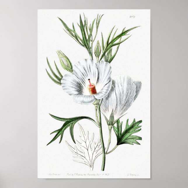 Poster Ilustração de Flor de Vintage (Frente)