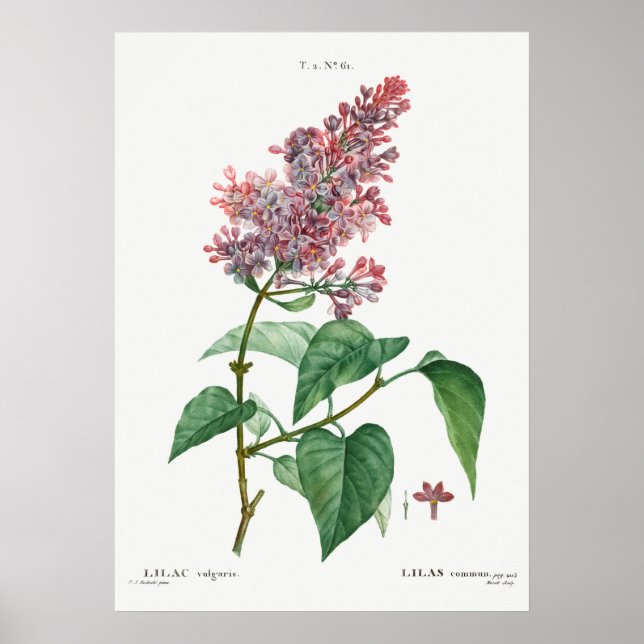 Poster Ilustração de Flor de Vintage (Frente)