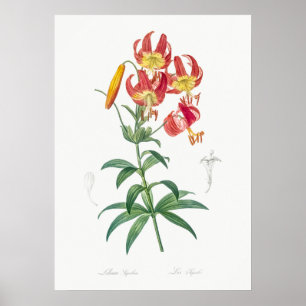 Poster Ilustração de Flor de Vintage