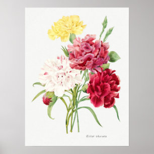 Poster Ilustração de Flor de Vintage