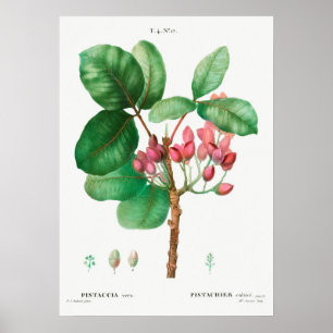 Poster Ilustração de Flor de Vintage