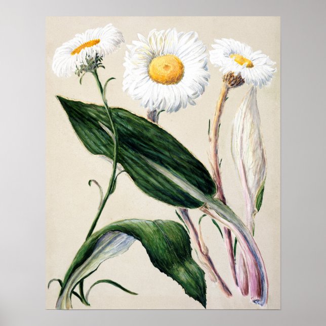 Poster Ilustração de Flor de Vintage (Frente)