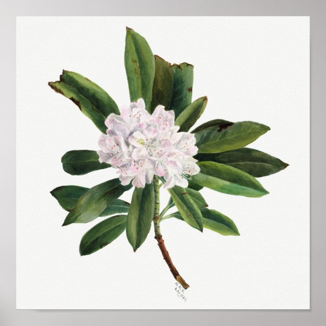 Poster Ilustração de Flor de Vintage (Frente)