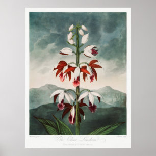 Poster Ilustração de Flor de Vintage