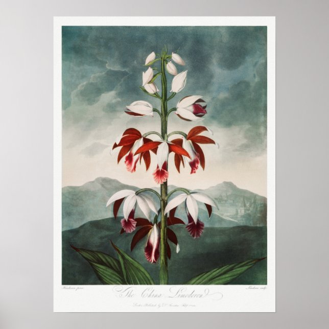 Poster Ilustração de Flor de Vintage (Frente)