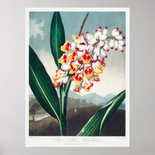 Poster Ilustração de Flor de Vintage