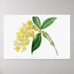 Poster Ilustração de Flor de Vintage