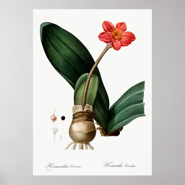 Poster Ilustração de Flor de Vintage (Frente)