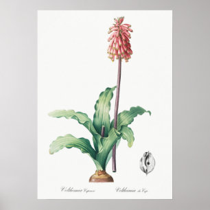 Poster Ilustração de Flor de Vintage