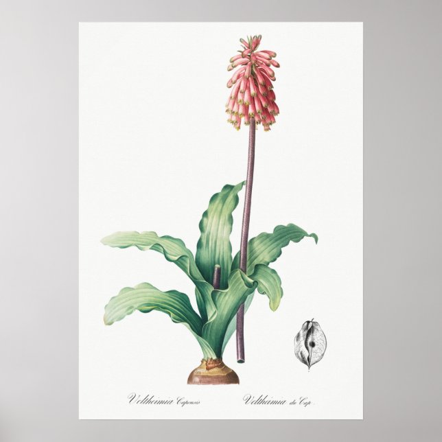Poster Ilustração de Flor de Vintage (Frente)