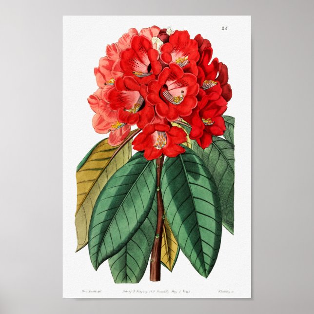 Poster Ilustração de Flor de Vintage (Frente)