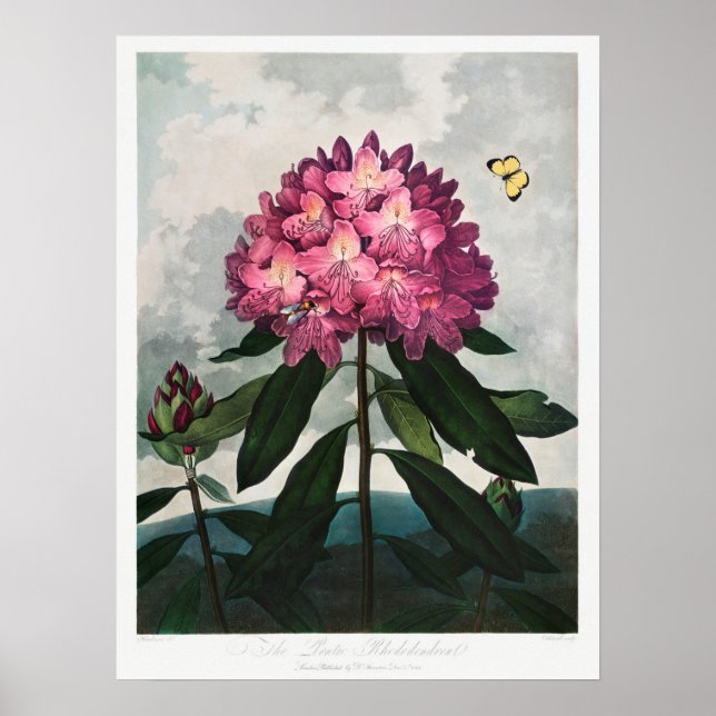 Poster Ilustração de Flor de Vintage (Frente)