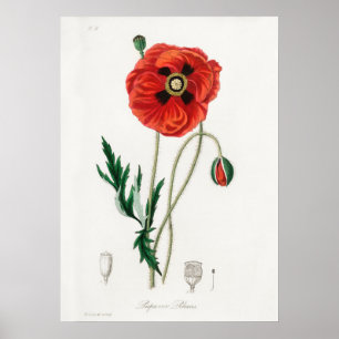 Poster Ilustração de Flor de Vintage