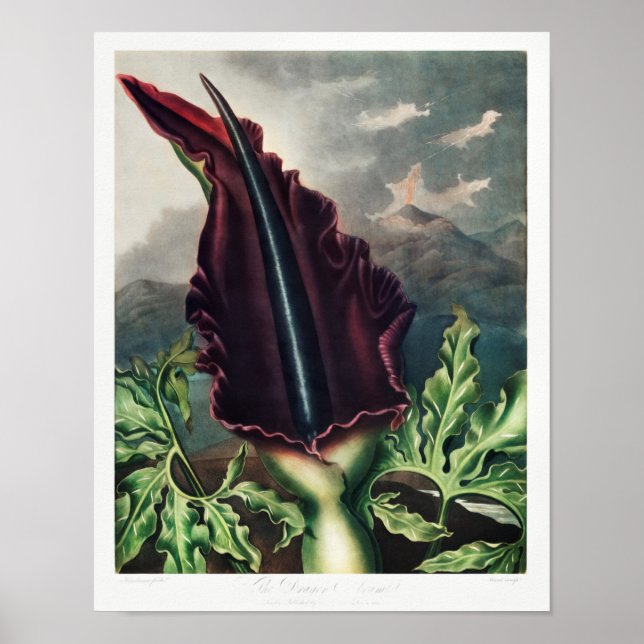 Poster Ilustração de Flor de Vintage (Frente)