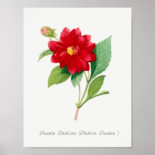 Poster Ilustração de Flor de Vintage (Frente)