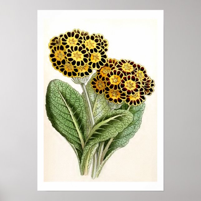Poster Ilustração de Flor "Polyanthus" (Frente)