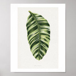 Poster Ilustração de folha de Musa Vittata verde. folha ,