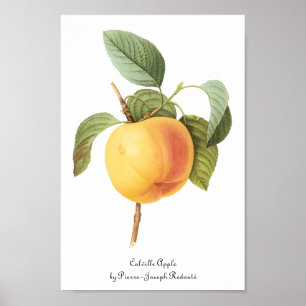 Póster Ilustração de Frutas Antigas, Maçã Calville por Re