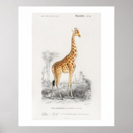 Poster Ilustração de girafa (Giraffa camelopardalis)