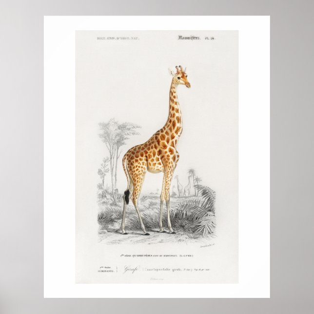 Poster Ilustração de girafa (Giraffa camelopardalis)  (Frente)