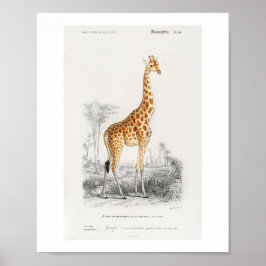 Poster Ilustração de Girafa (Giraffa camelopardalis)