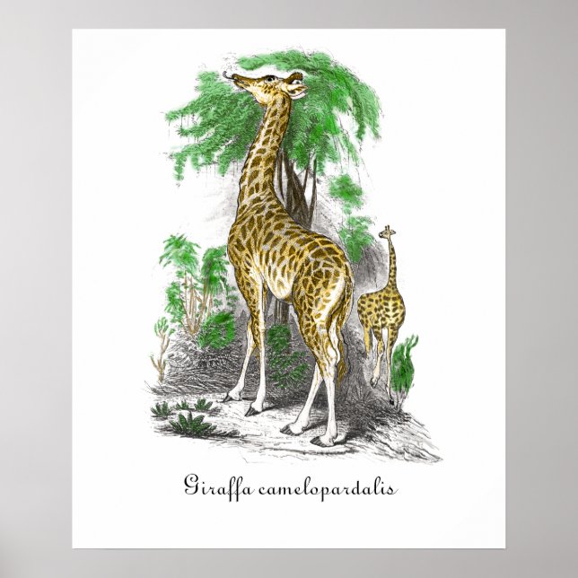 Poster Ilustração de Girafa Vintage  Giraffa camelopardal (Frente)
