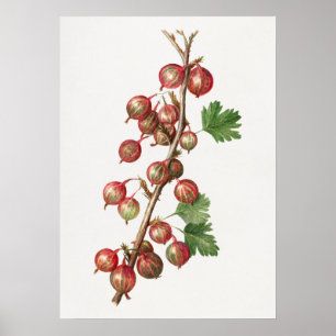 Poster Ilustração de Gooseberries Vintage