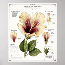 Poster Ilustração de Hibisco | Arte de Anatomia Floral Vi
