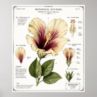 Poster Ilustração de Hibisco | Arte de Anatomia Floral Vi