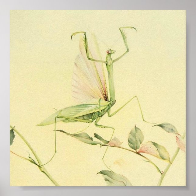 Poster Ilustração de Insetos de Vintage (Frente)