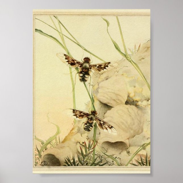 Poster Ilustração de Insetos de Vintage (Frente)