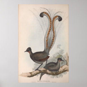 Poster Ilustração de John Gould Lyre Bird 1848