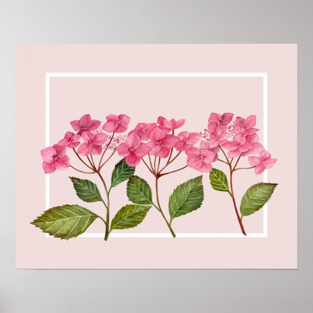 Poster Ilustração de Lacecaps de Hydrangea Pink de Aquare (Frente)
