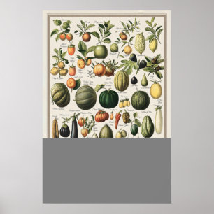 Poster Ilustração de Legumes Antigos Adolphe Millot