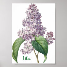 Ilustração de Lilás Lavanda em Aquarela