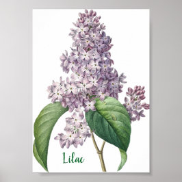 Poster Ilustração de Lilás Lavanda em Aquarela