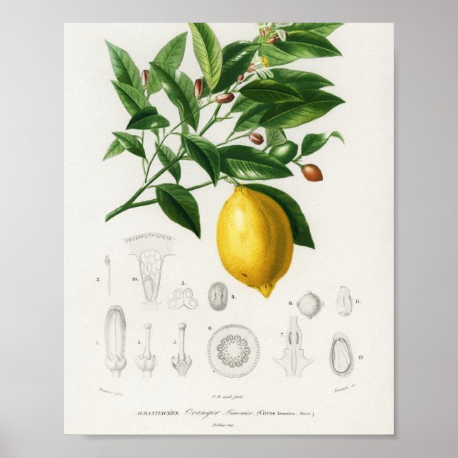 Poster Ilustração de Limão de Fruta de Citros e Limônio B (Frente)