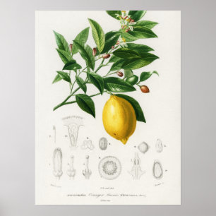 Poster Ilustração de Limão de Fruta de Citros e Limônio B